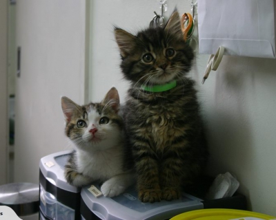 Mister and Judas – Adopted