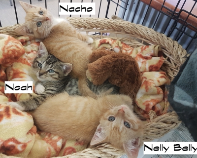 Nellybelly – Adopted