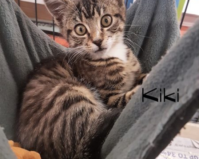 Kiki – Adopted
