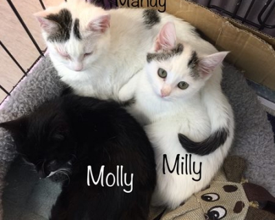 Milly & Mandy – Adopted