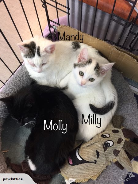 Milly & Mandy – Adopted
