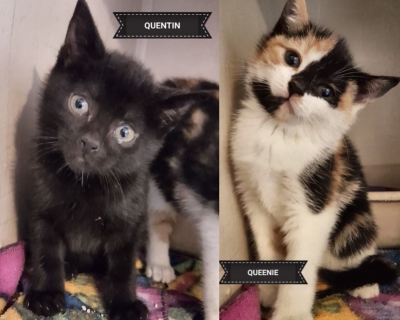 Queenie and Quentin – Adopted