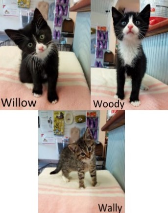 W Litter – Adopted