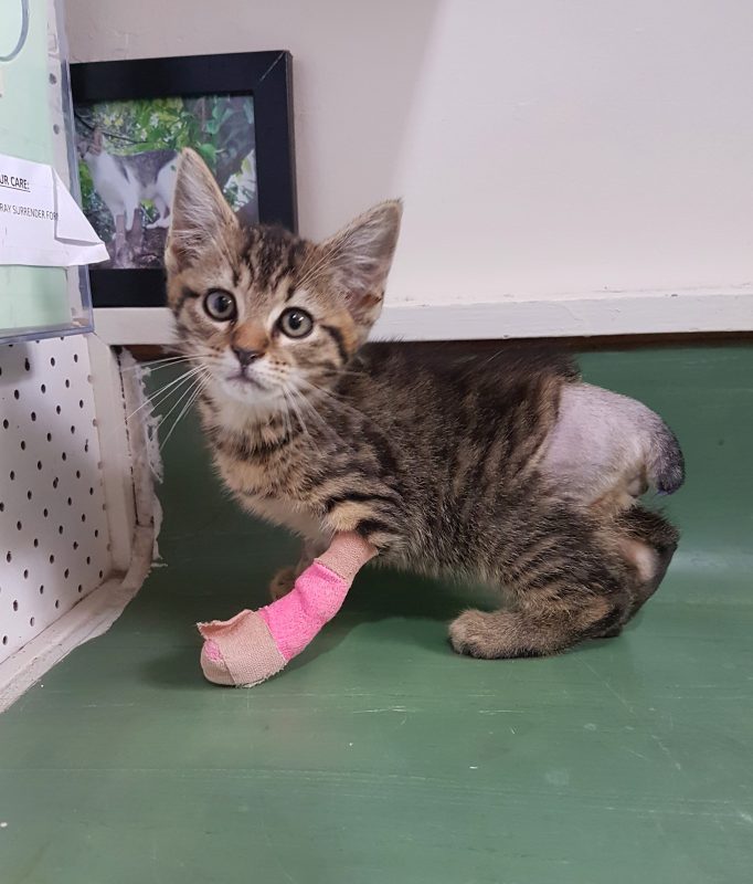 Stubbs – Poor Abused Kitten! – Adopted