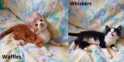 W Litter – Adopted
