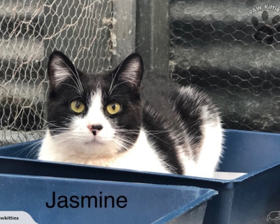 Jasmine – Adopted