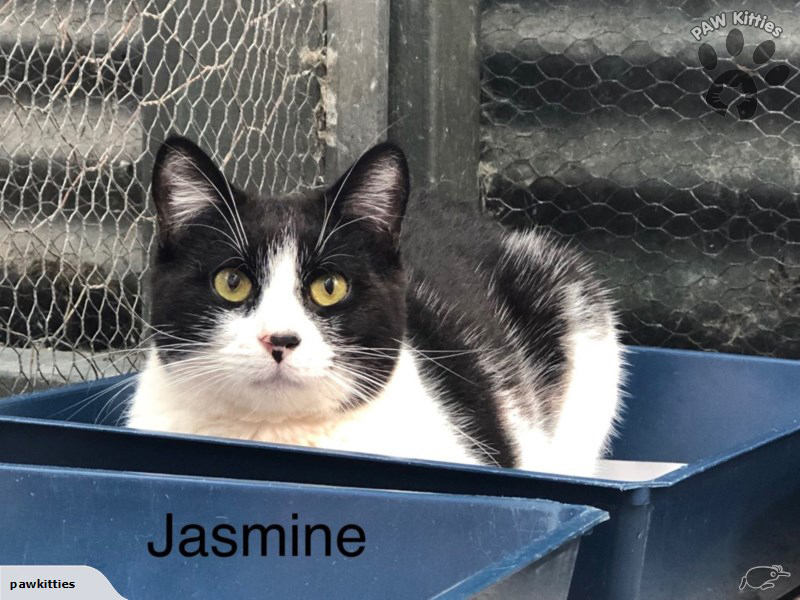 Jasmine – Adopted