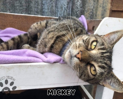 Mickey – Adopted