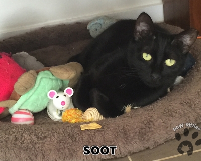 Soot – Adopted