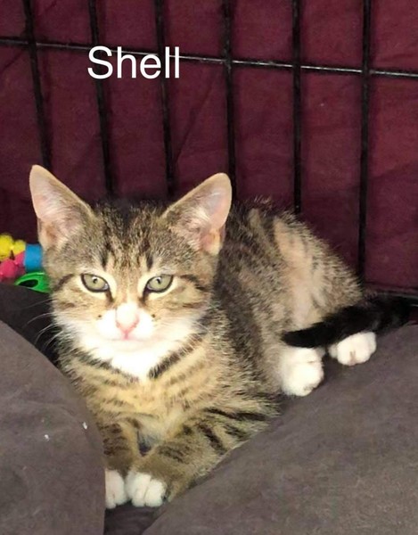 Scout & Shell – Adopted