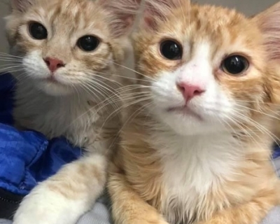 Umbie & Uno – Adopted