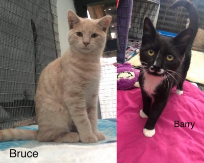 Bruce and Barry – Adopted