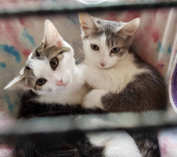 Violet & Vindy – Adopted