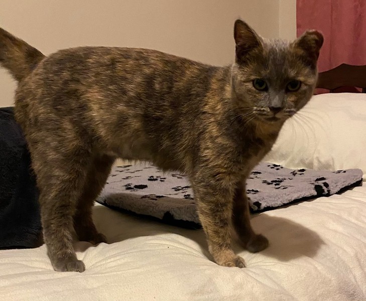Phoebe – Adopted