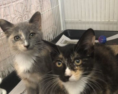 Alice & Alexis – Adopted