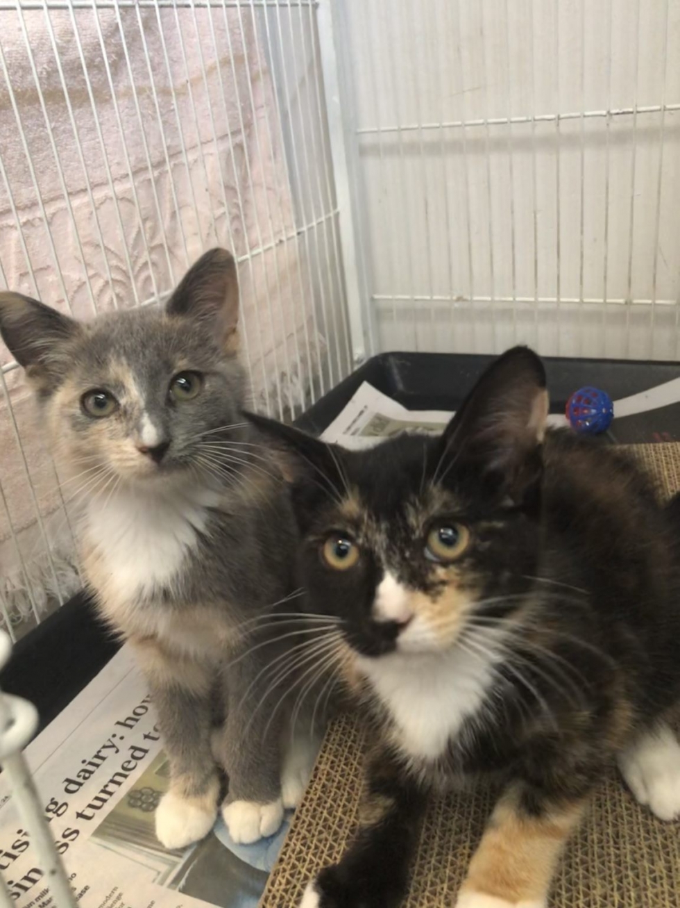 Alice & Alexis – Adopted