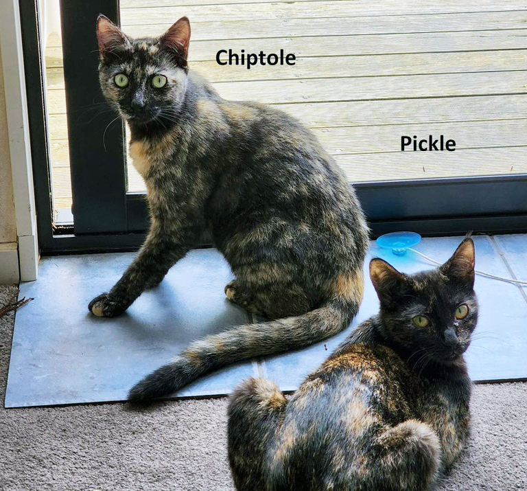 Pickle & Chipotle