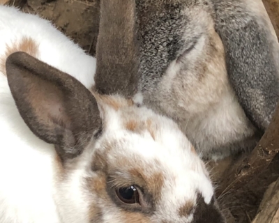 Rabbits – Rescued
